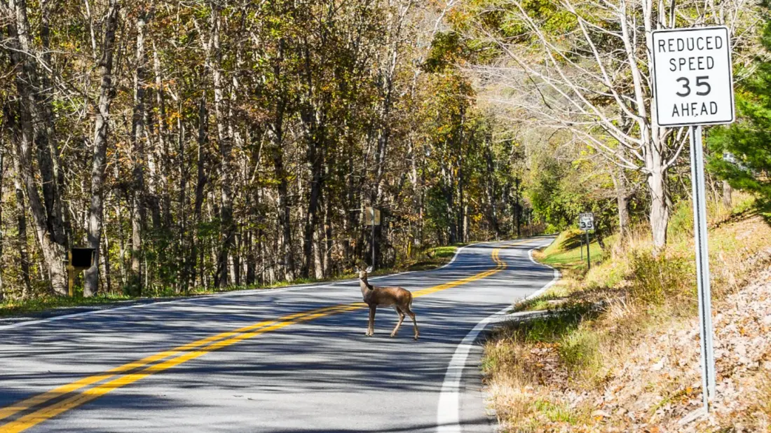 West Virginia Tops the US for Animal Collisions — What Road-Trippers Should Know Before Driving There