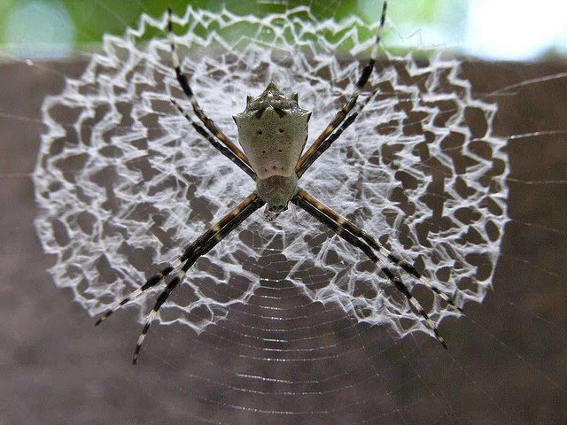 The Spiders That Decorate Their Own Webs — and Inspired Charlotte's Web