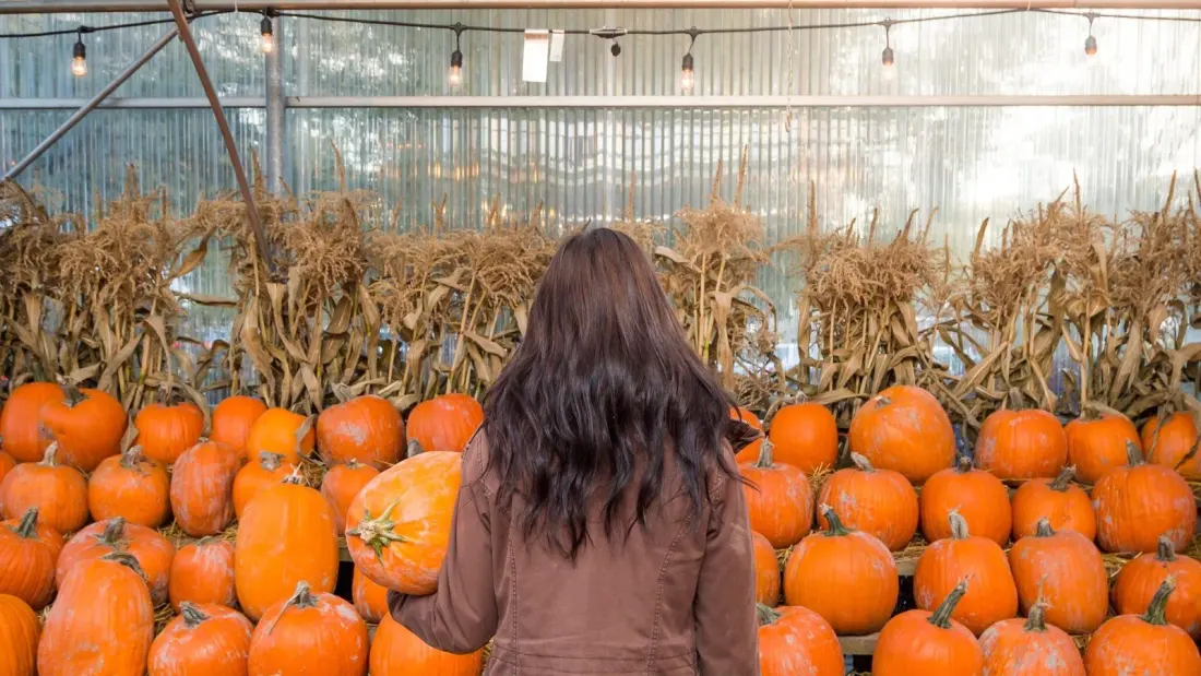 Calgary's Thanksgiving long weekend: markets, pumpkins and a dinner you don't have to cook