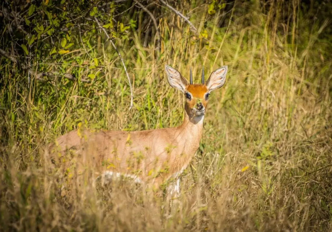 Grab Your Phone: The Great Southern Bioblitz 2026 Turns South Africa Into a Giant Nature Survey
