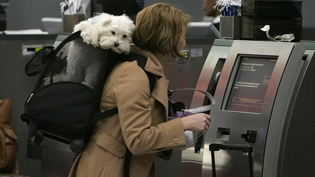 Europe's most pet-friendly airlines ranked — and Aegean, Finnair and LOT come out on top