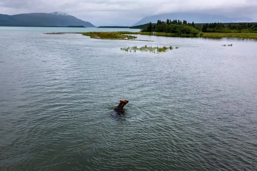 A Proposed Mine in Lake Clark National Park Is Casting a Shadow Over Fat Bear Week