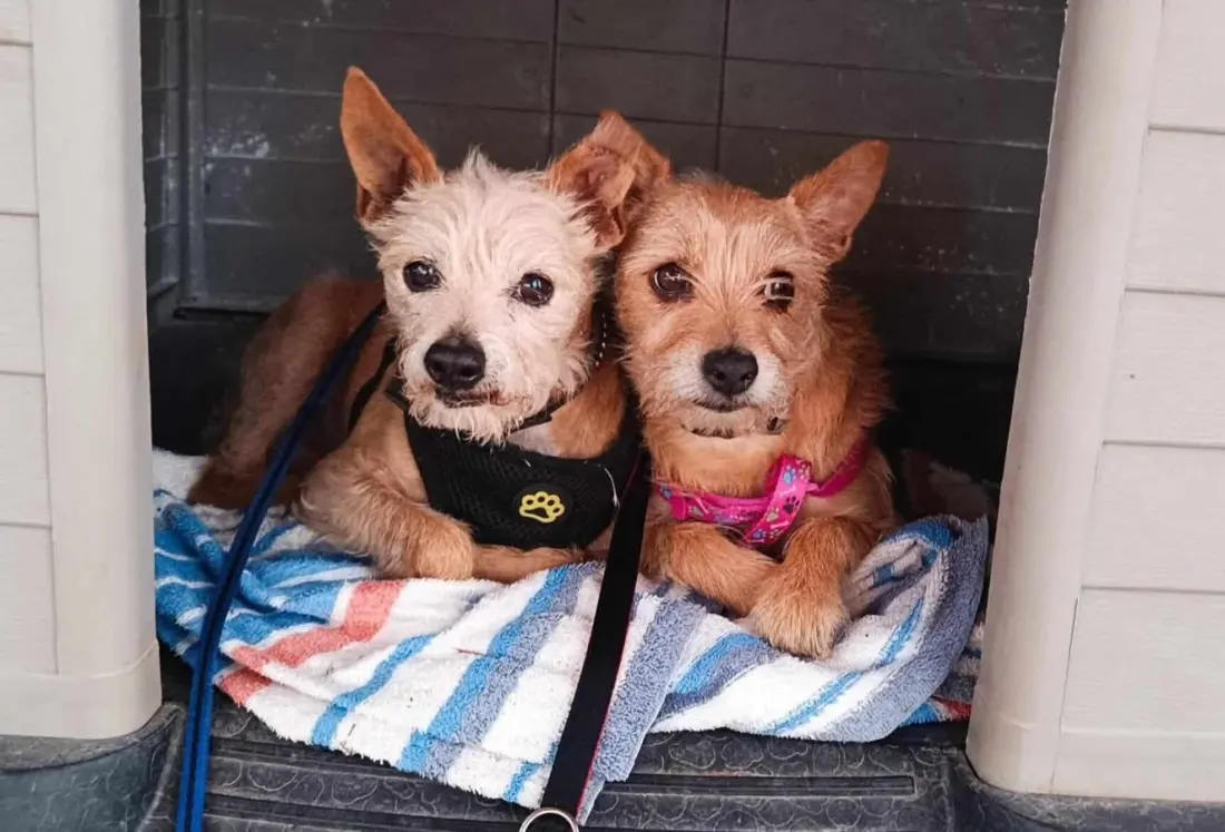 Lagos animal shelter Cadela Carlota lines up a busy October of art, books and fundraising
