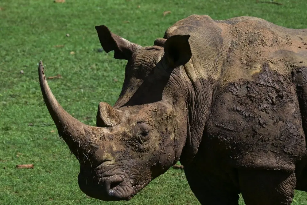 Crete's newest fossil find: an eight-million-year-old rhino skull in Sitia
