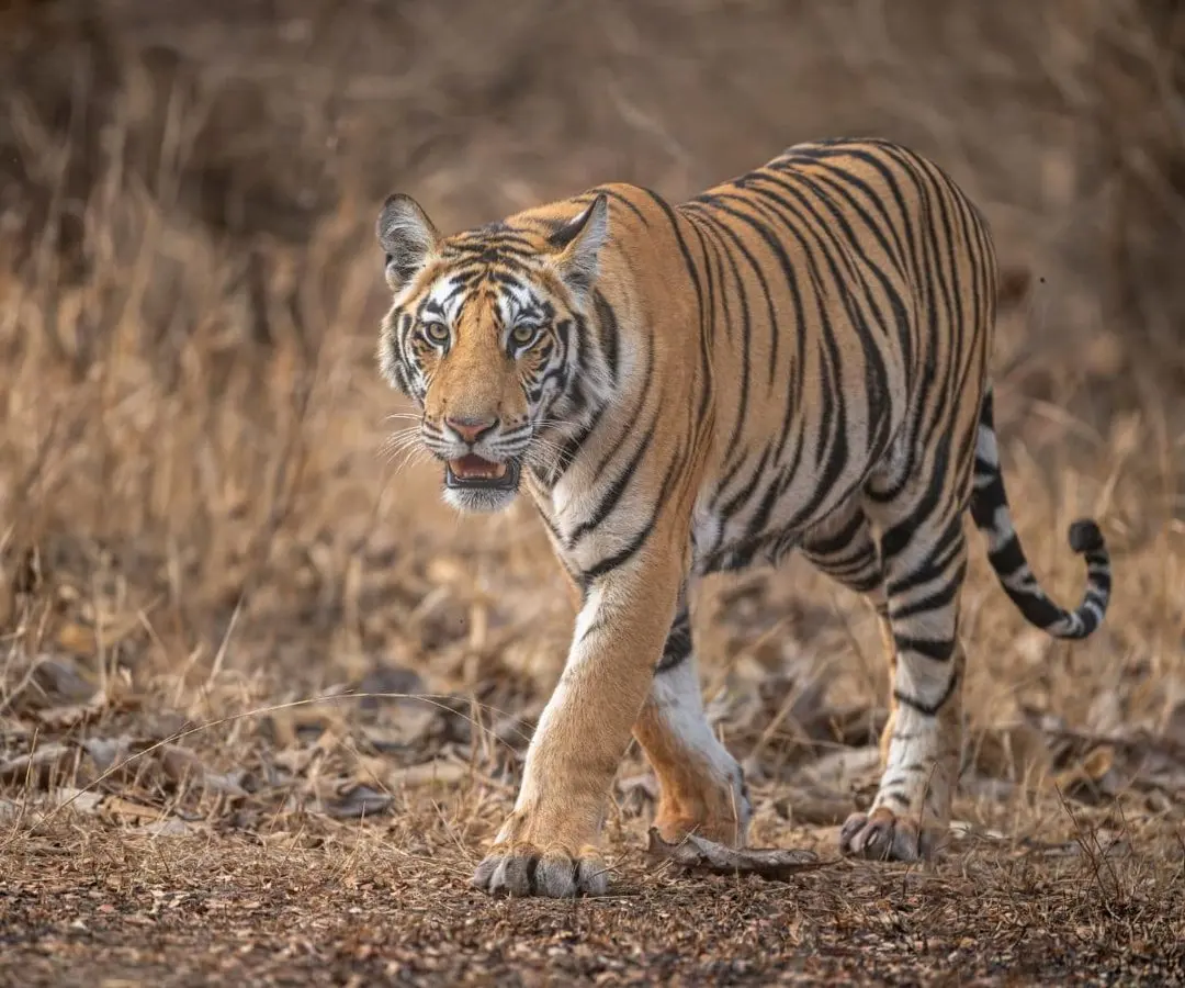 Seven Quieter Alternatives to Ranthambore for an Indian Wildlife Trip