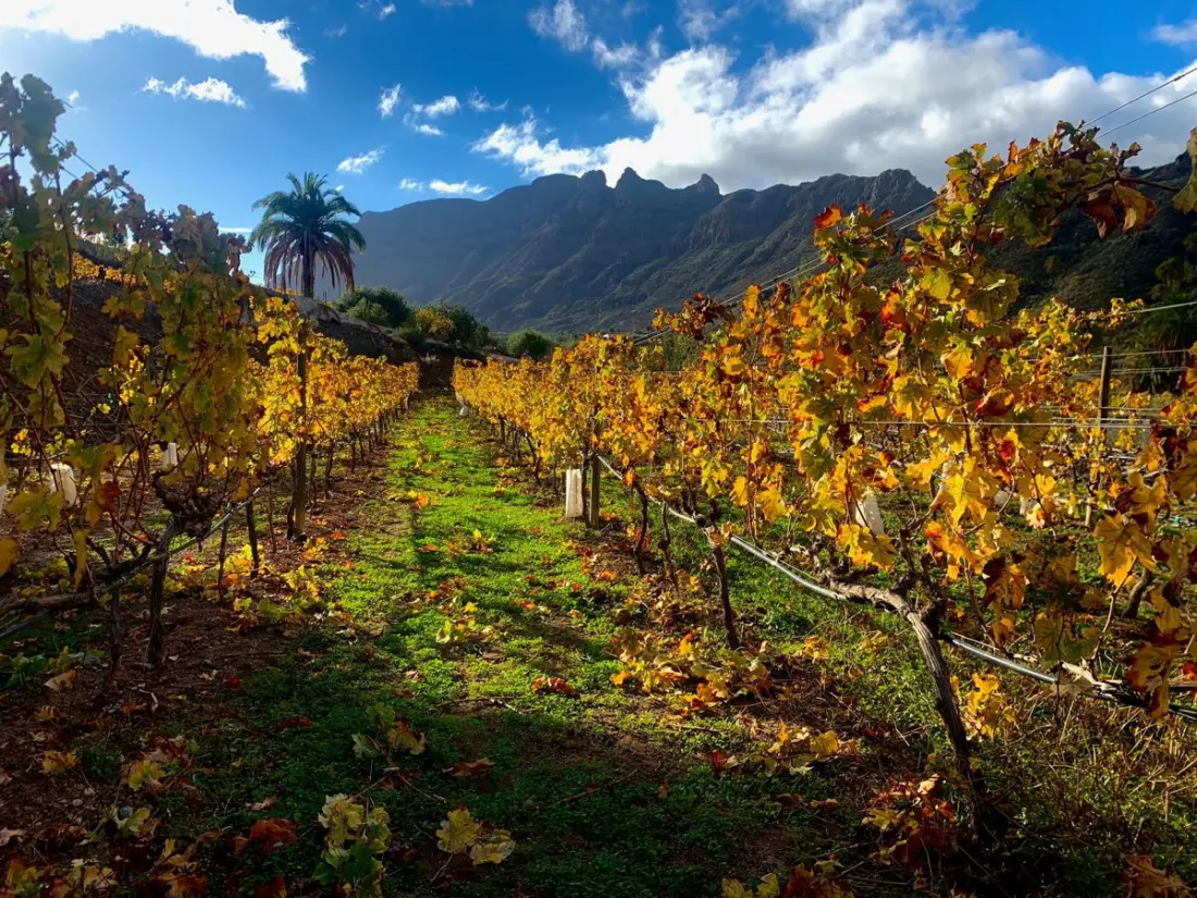 David Silva's Gran Canaria Winery Teams Football With Volcanic Wine