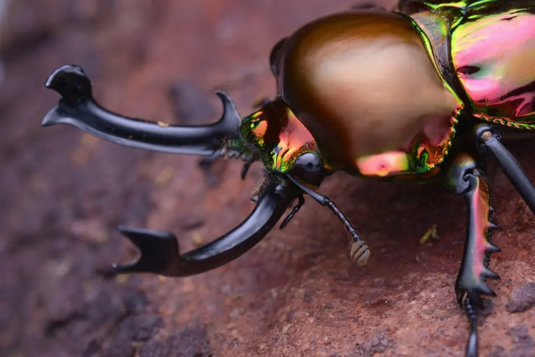 Meet the Rainbow Stag Beetle, North Queensland's Living Jewel