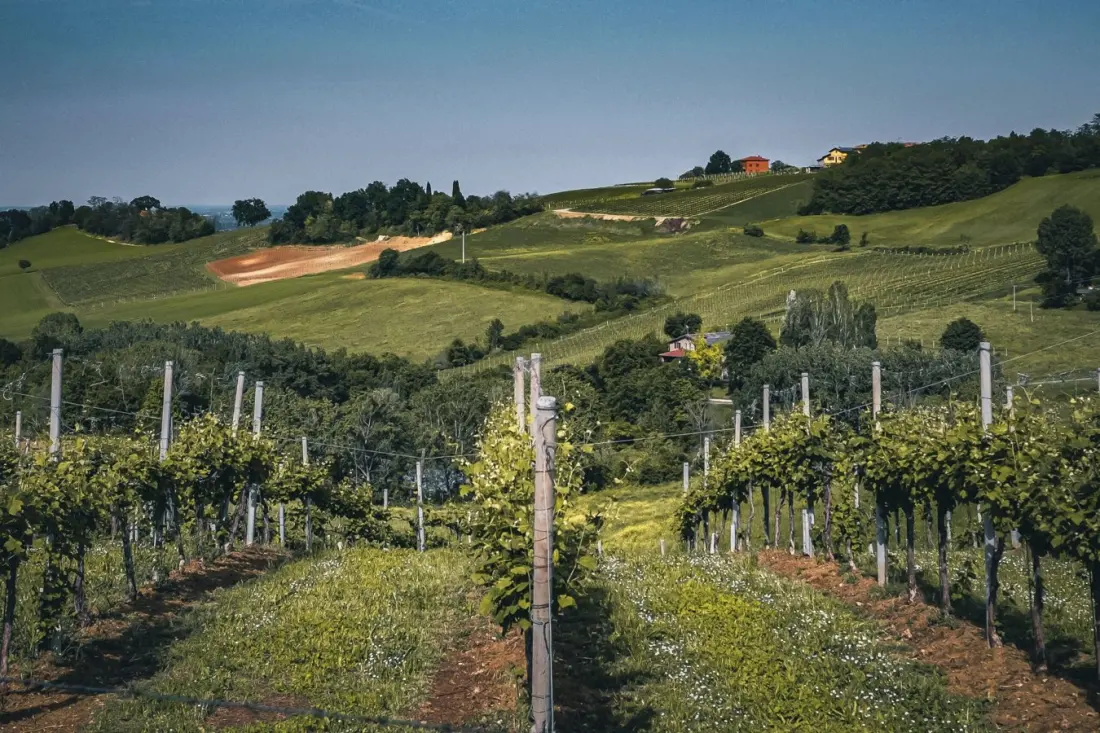 Croatian Team Maps 4.3 Million Vineyards in the World's Biggest Wine Atlas