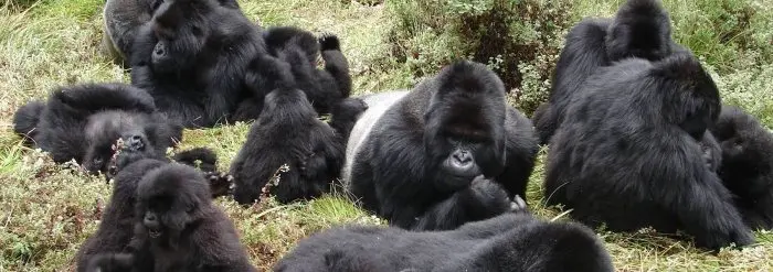 Uganda's Gorilla Rescue Plan Starts Outside the Park: Communities Plant Forests Around Bwindi