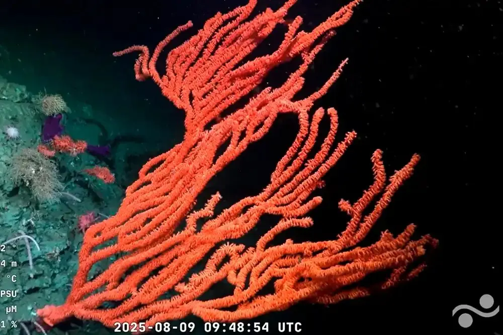 Argentina's Deep Sea Yields 57 Species New to Science