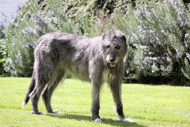 Eight Giant Dog Breeds That Make a Labrador Look Small