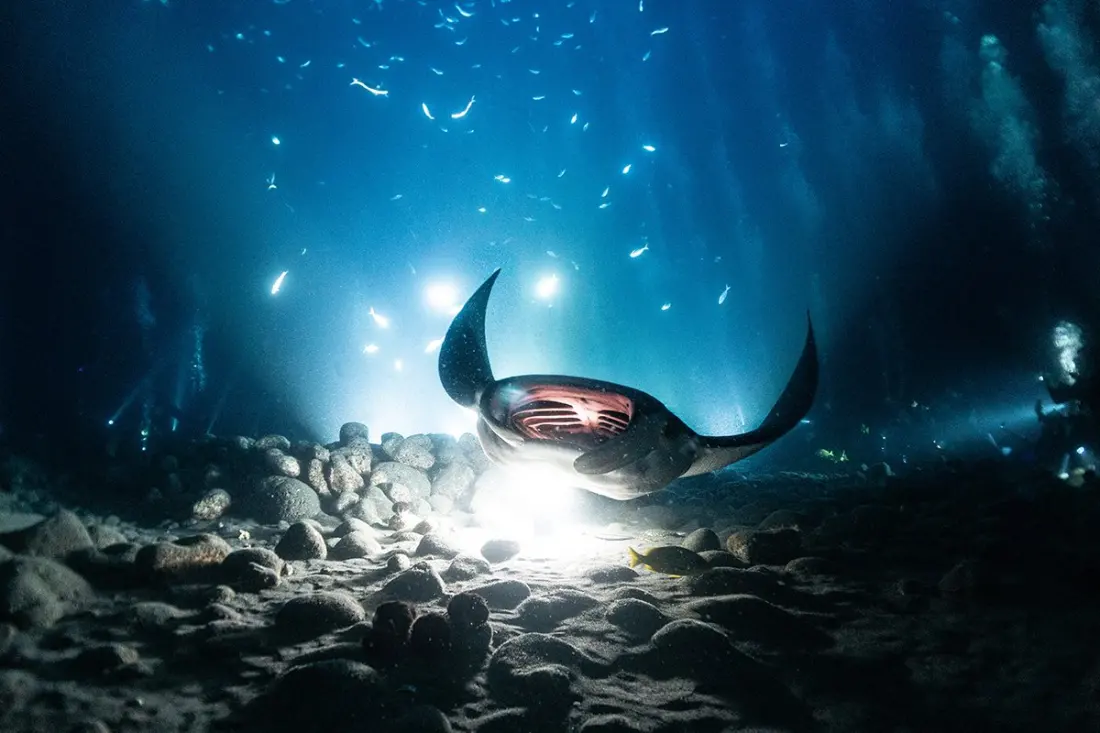 Swimming With Hāhālua: Why Kona Is the World's Best Nighttime Manta Ray Encounter