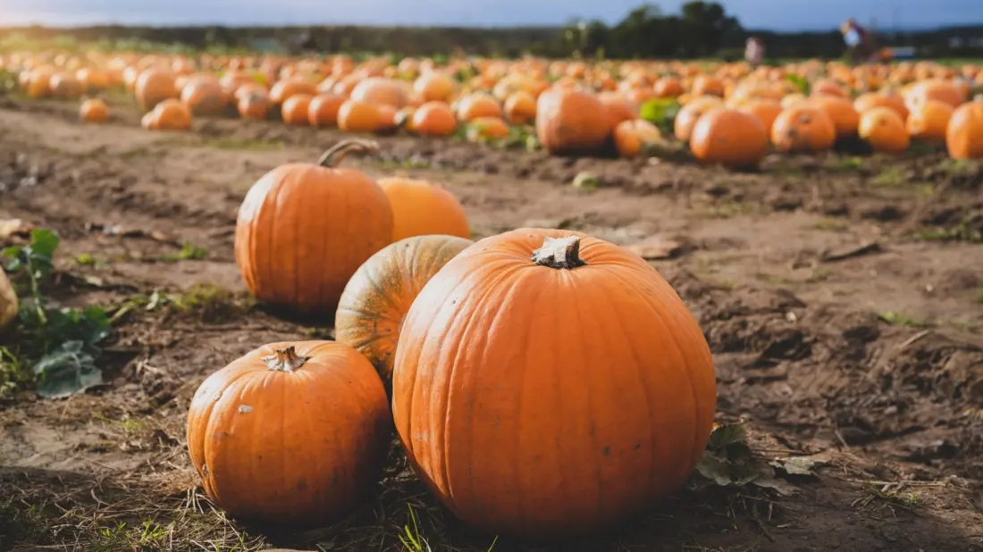 Six East Coast pumpkin patches that just won national awards for fall