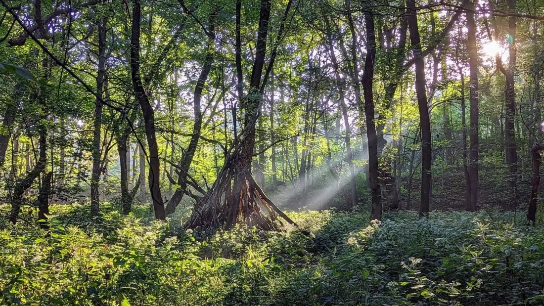 Marott Woods: Indianapolis' Quiet 102-Acre Preserve for Easy River Walks and Rare Birds