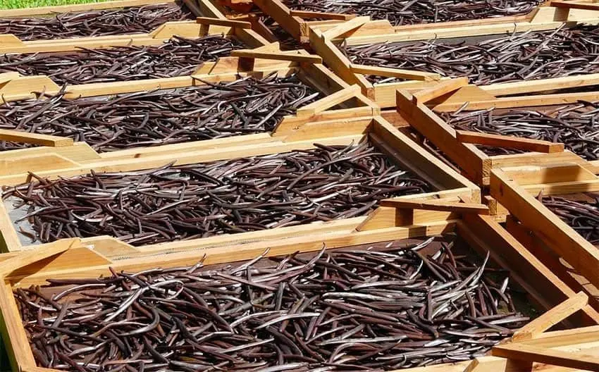 Papantla: vanilla, voladores and Totonac flavour on Mexico's Gulf Coast
