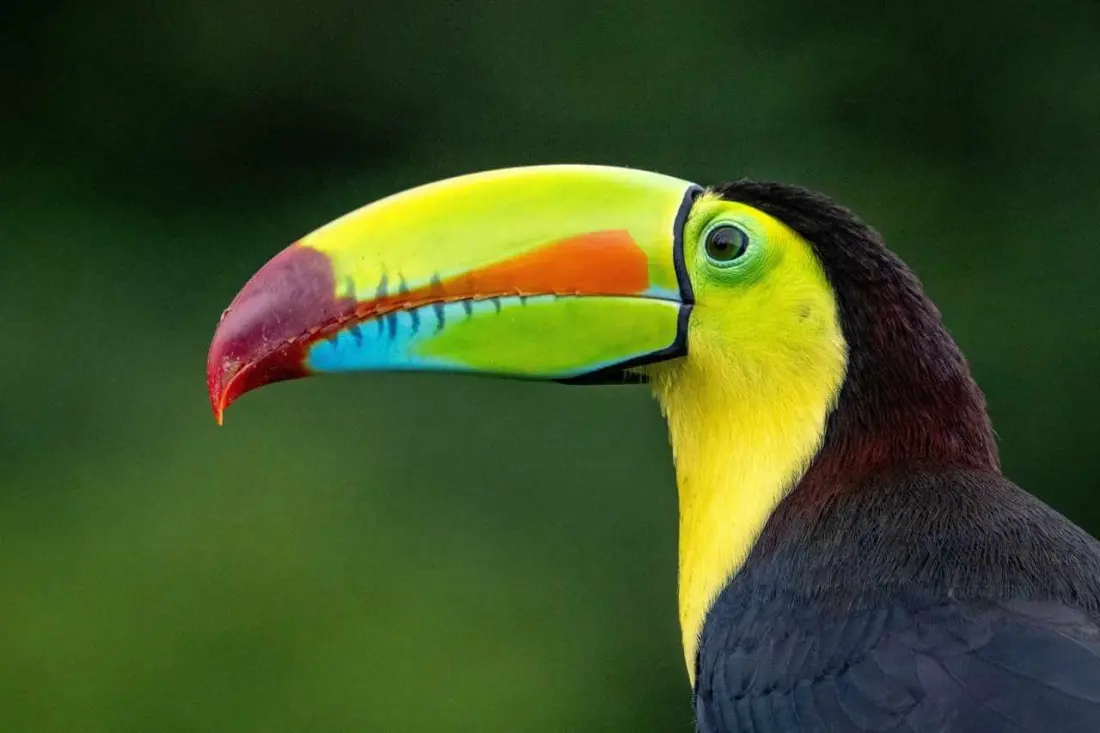 Ten Days, Two Coasts: Why Costa Rica Is Best Done by Car