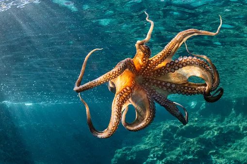 Three hearts, eight arms: what World Octopus Day teaches us about the ocean's escape artist