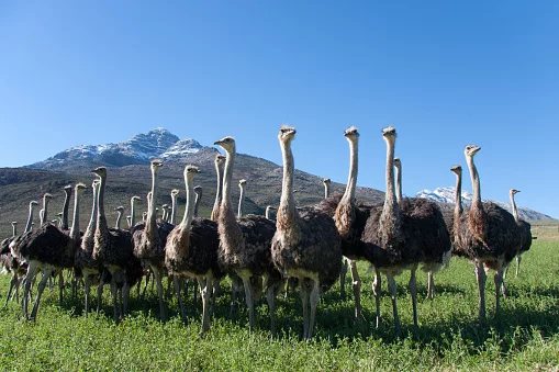 Seven South African spots where one day fits caves, whales, wine and bunny chow