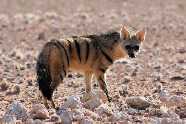 Aardwolves: South Africa's termite-eating hyena and where to spot one