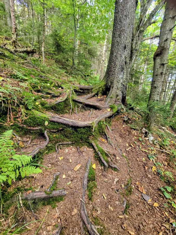 The Long Trail Lesson: When 'Flat' Miles on the Map Turn Into a Root-and-Rock Obstacle Course