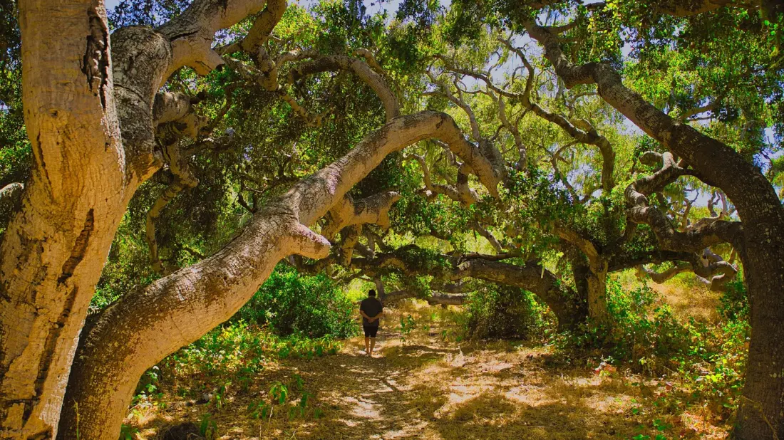 Los Osos Oaks: California's Odd, Wonderful Dwarf Oak Forest on the Central Coast