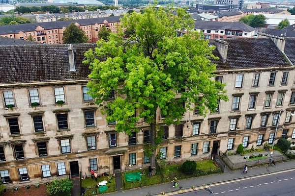 Glasgow's Lone Argyle Street Ash: The Tree That Outlived Bombs and Became Tree of the Year