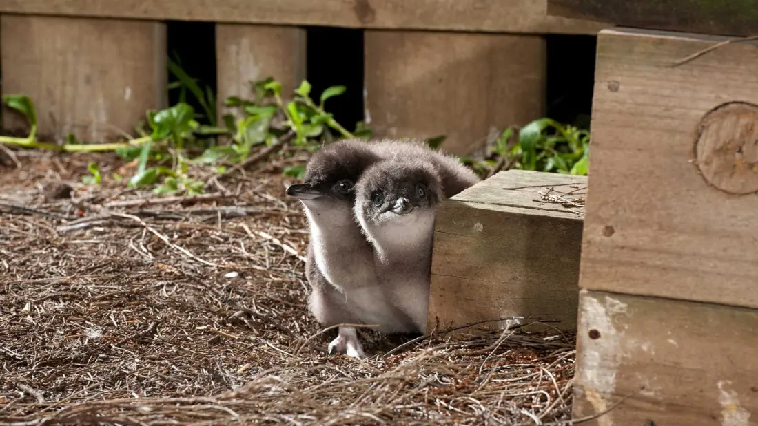 What your ticket to Phillip Island's Penguin Parade actually funds