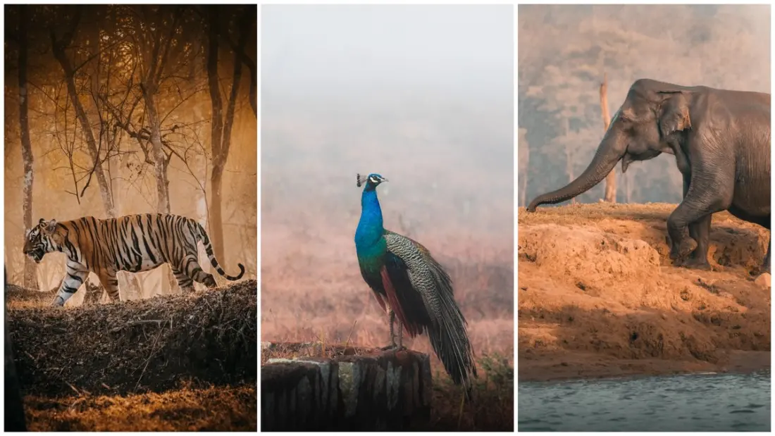 Monsoon in Nagarhole: Why a Tiger-Free Safari Can Still Be the Best Day of Your Trip