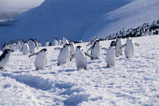 World's largest penguin colony has lost two-thirds of its birds