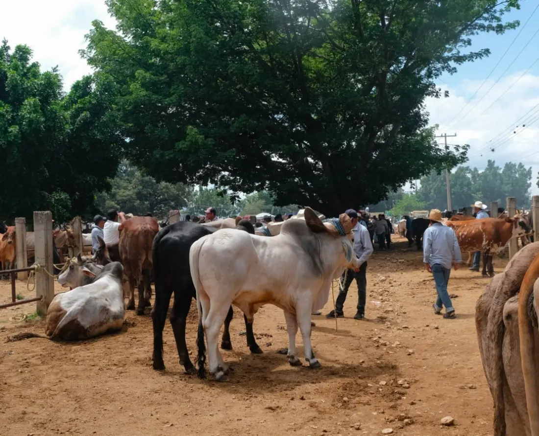 El Baratillo: Oaxaca's Friday Livestock Market Where Cowboy Mexico Still Runs the Show