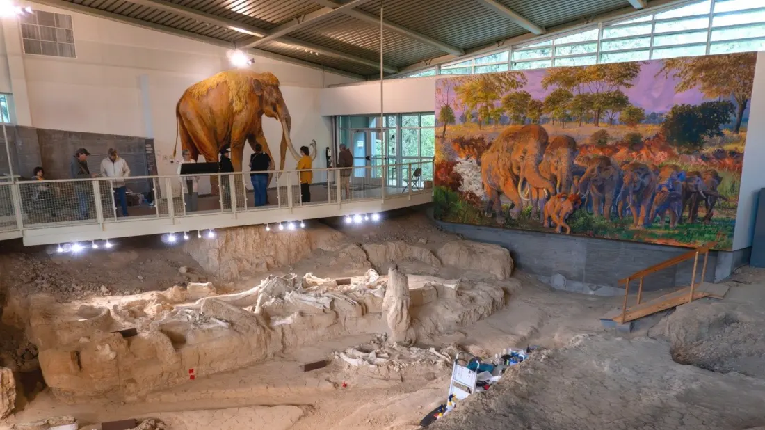 Skip the Crowds: Waco's Ice Age Fossil Park Beats Badlands for Mammoth Fans