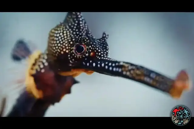 Weedy seadragon film takes top prize at Underwater Awards Australasia 2026