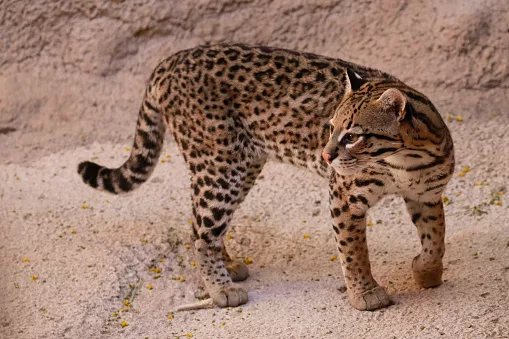 A Kitten Saved in Bolivia Turns Out to Be a Brand-New Wild Cat Species
