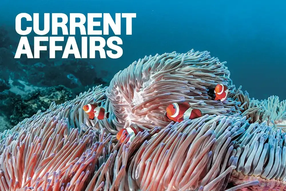 Diving Komodo: currents, mantas and dragons aboard the Komodo Aggressor