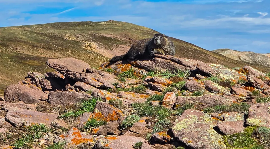 A Night in a Silverton Hostel Produced 'Hiker Trash' — an AI Album Made by Thru-Hikers