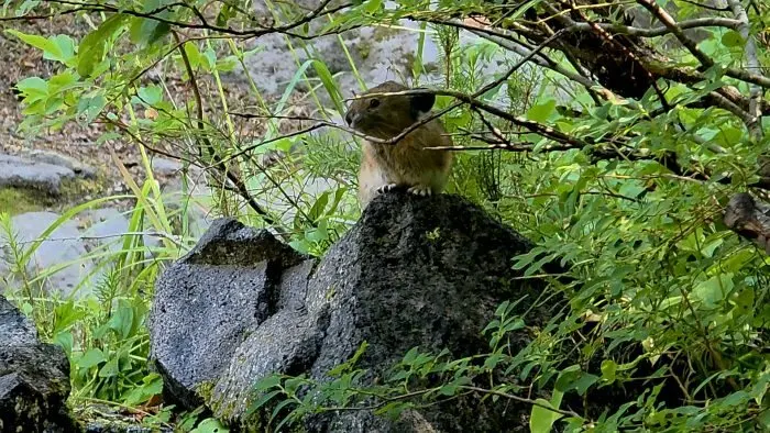 Pacific Crest Trail diaries: a long-distance hiker is back on the trail (and the blog)