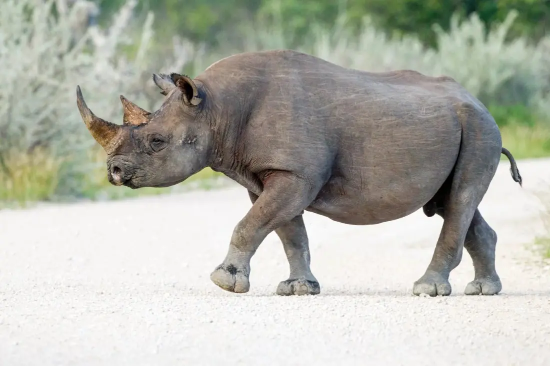 Rhino rams tourist car in Etosha: what Namibia's park wants visitors to know