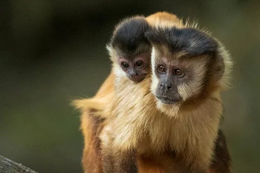 Amazonian animals are turning up in Bangkok's Chatuchak market — and the trade is growing