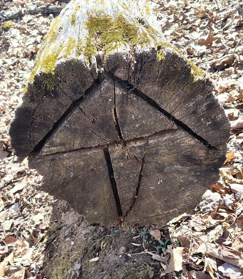 Digital Detox at Walking Pace: Lessons From Five Days on the Appalachian Trail