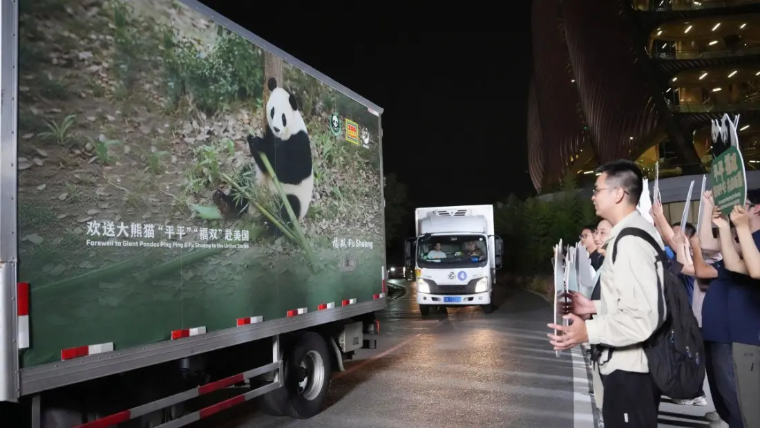 Pandas Are Back in Atlanta: What Zoo Visitors Need to Know About Ping Ping and Fu Shuang