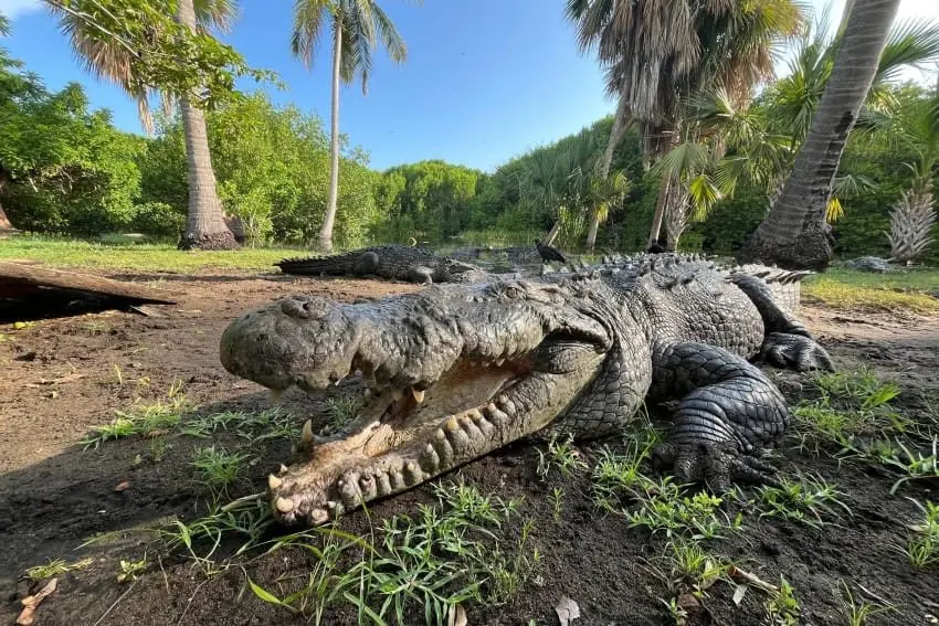 La Ventanilla: The Oaxaca Beach Village That Trades Poaching for Crocodile Tours