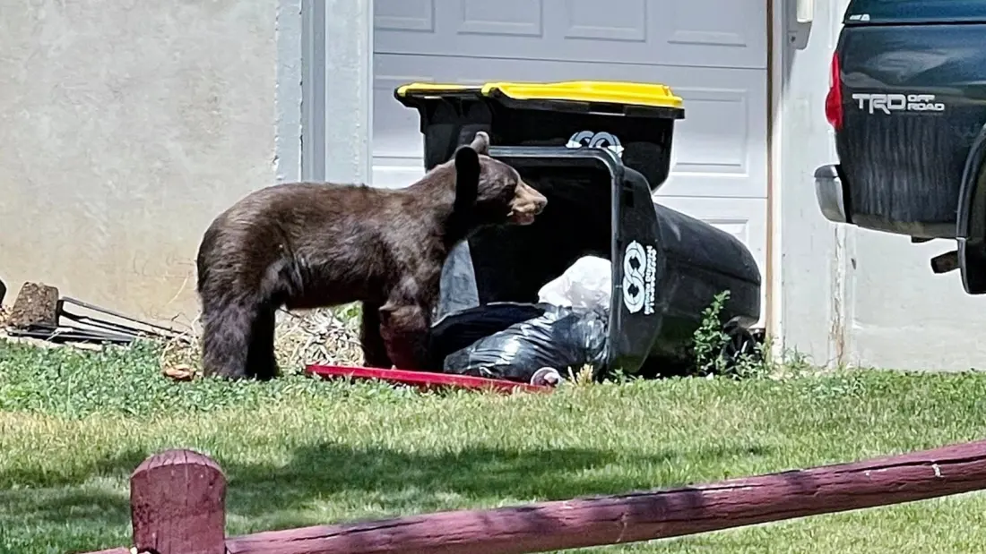 A Bear Died With a Stomach Full of Trash in Durango — and Colorado's Worst Bear Season on Record Isn't Over