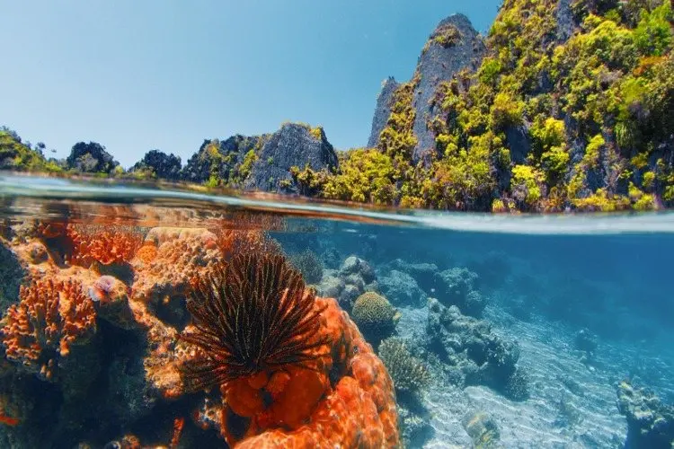 Think You Know Coral Reefs? A New Quiz Puts Your Reef Ecology Smarts to the Test