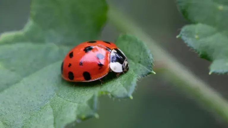 Thousands of ladybirds are washing up on Western Cape beaches — here's why