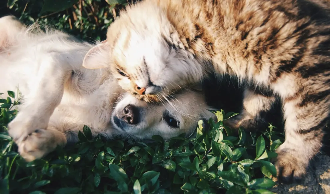 World Animal Day 2026 asks South Africans to see the world through animals' eyes