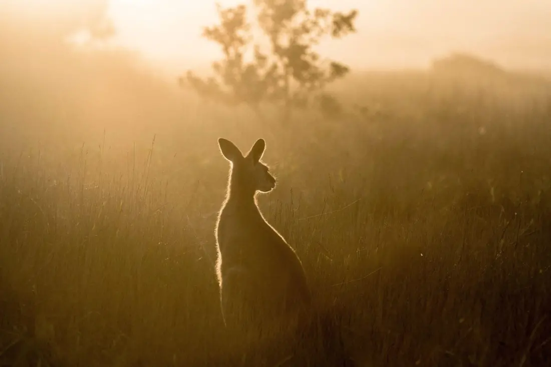 Fog on the bush track: what a wallaroo on Mt Kaputar can teach slow travellers