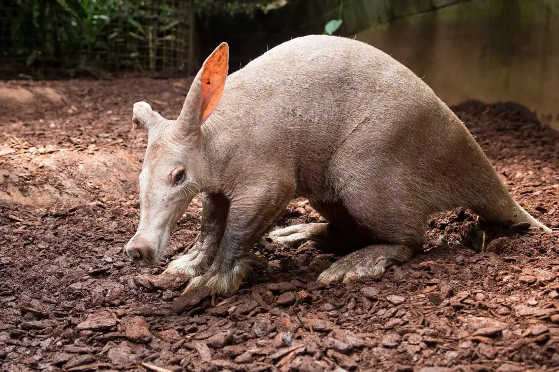 Aardvarks, aardwolves and one absurd weevil: Southern Africa's strangest animals and where to see them