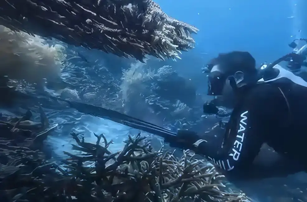 Chinese diving instructor held in Makassar over alleged turtle killing in Raja Ampat