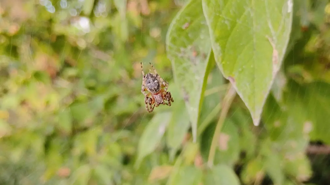 Why Your Autumn Hikes Are Suddenly Full of Spiders (And Why That's Fine)