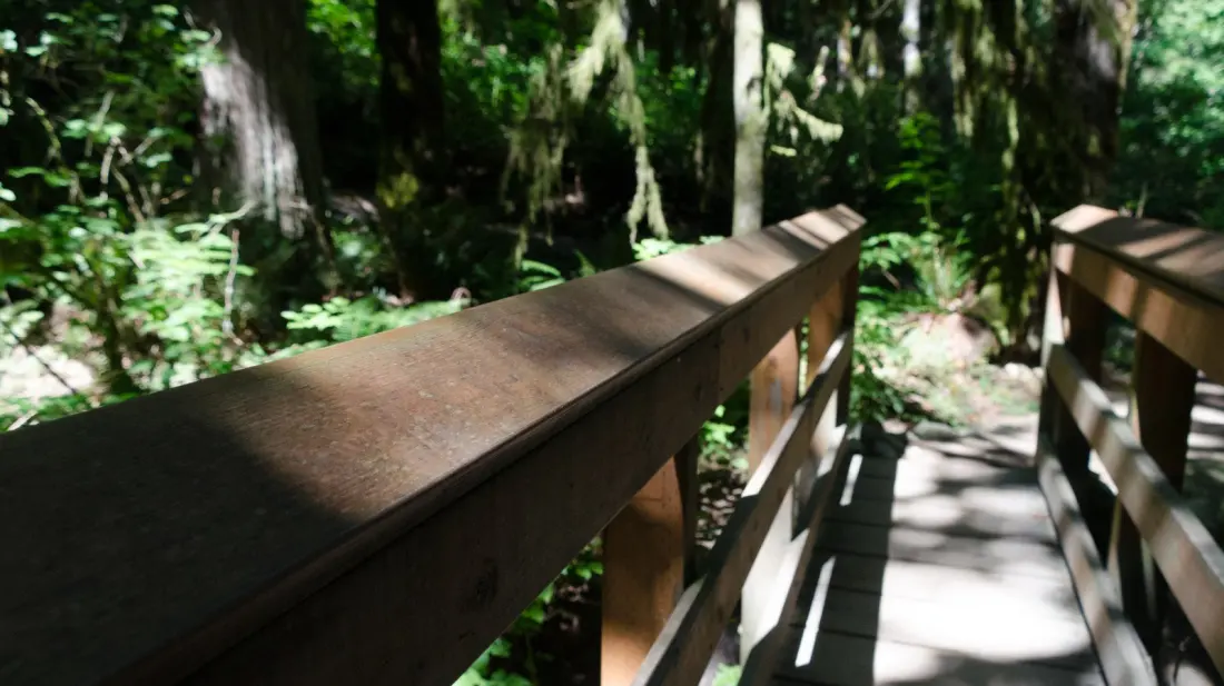 Evans Creek Preserve: Sammamish's Quiet Wetland Escape 30 Minutes From Seattle
